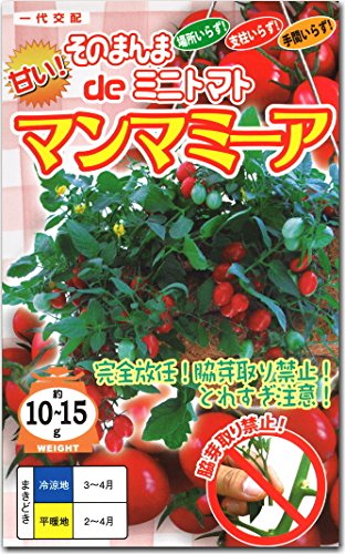 Amazon.co.jp: ミニトマト 種子 マンマミーア とまと (15粒) : DIY