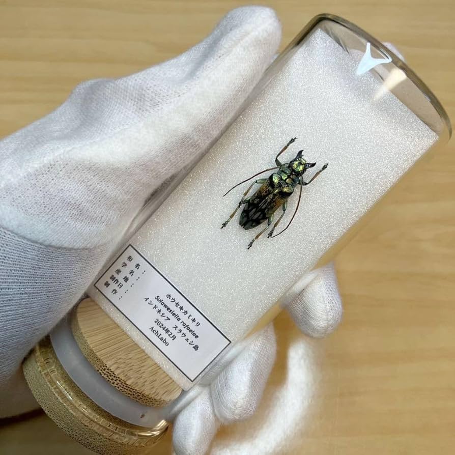 Amazon.co.jp: 昆虫標本ホウセキカミキリ ガラスケース入り