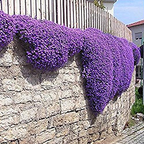 Centraliain Aubrieta Seeds, 100Pcs Aubrieta Flower Plant Grass Seeds Cascade Perennial Garden Balcony Decor Aubrieta Seeds
