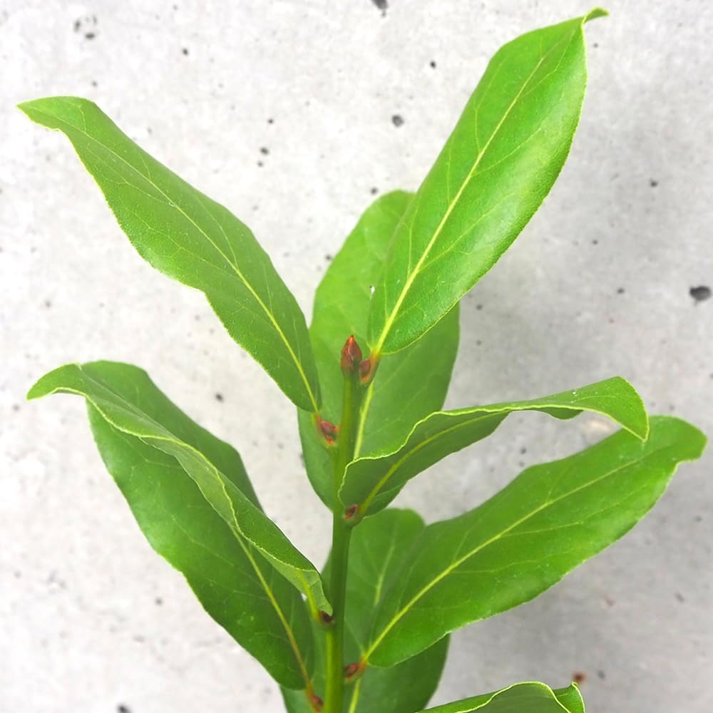 Amazon.co.jp: ITANSE ローリエ(月桂樹) 10.5cmポット 1個売り