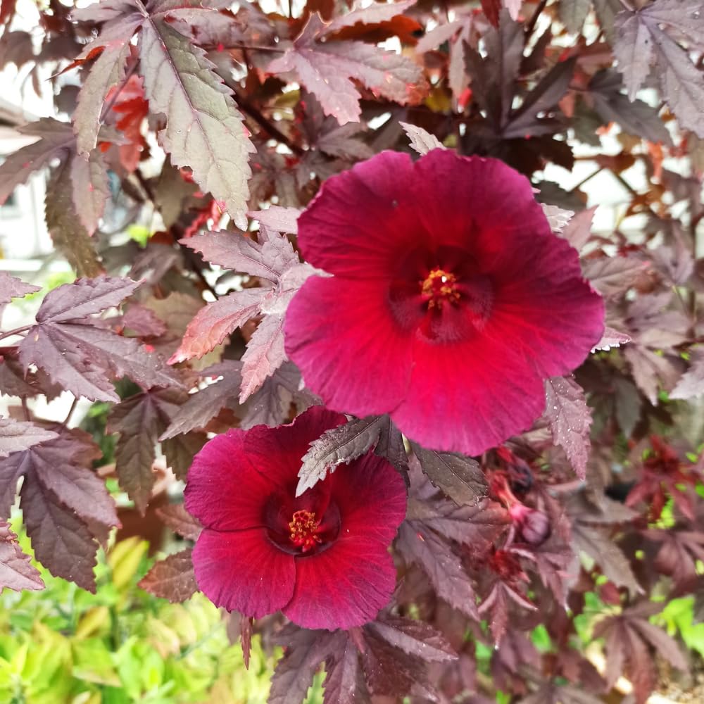 UIOTER Cranberry Hibiscus Live Plants