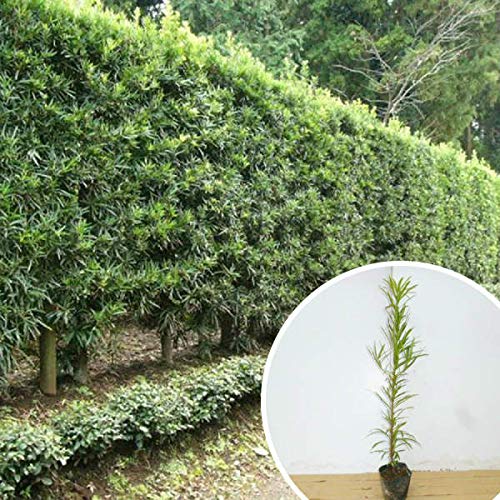 Amazon.co.jp: 苗/苗木 【50本セット】 イヌマキ 樹高0.5m前後