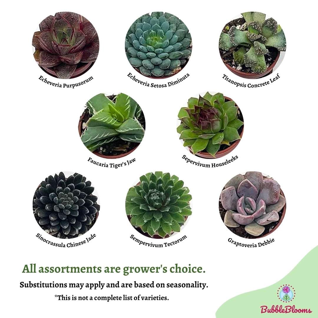 Amazon.com : BubbleBlooms Teacup Succulent Assortment, 6 Different Plants  in 1 inch pots with Tiny Saucers : Patio, Lawn & Garden