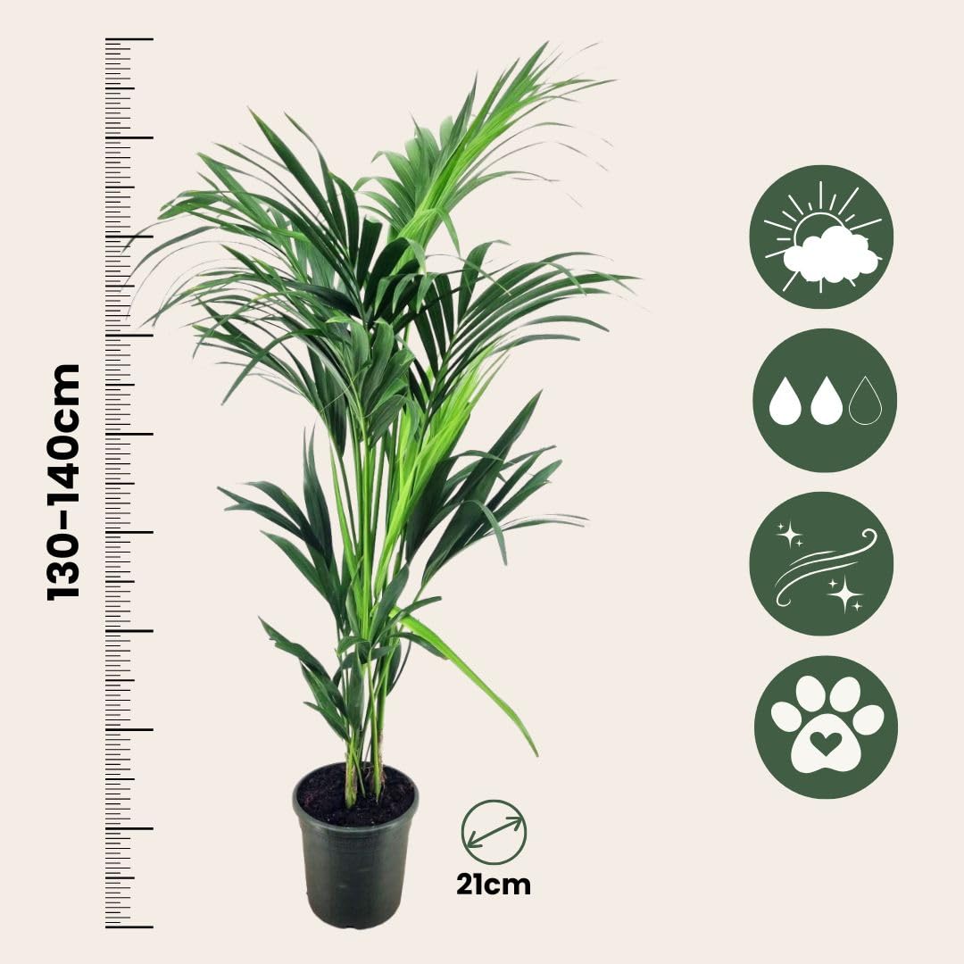 Plant in a Box - Howea forsteriana - Kentia - Palmera de interior - Maceta 21cm - Altura 130-140cm - Planta verde - Siempre verde