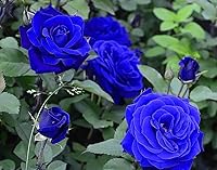 SPROUTARAQ 50+ Climbing Rose Seeds - Rare Exotic Vine Flowers for Stunning Garden Perennials
