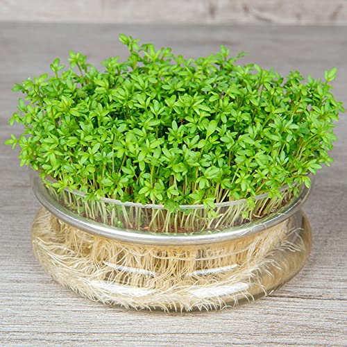 Qauzuy Garden 600 Premium Garden Cress ( Curly Cress) Mustard And Cress Seeds, Non-Gmo Heirloom Vegetables Seeds, High Nutritious, Fast-Growing, Edible Herb #TOP4