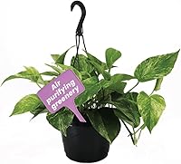 Vista 9 de American Plant Exchange Silver Splash Pothos - Pothos de Satén Silver Splash Vivo en Maceta de 6 Pulgadas, Planta de Interior Purificadora de Aire