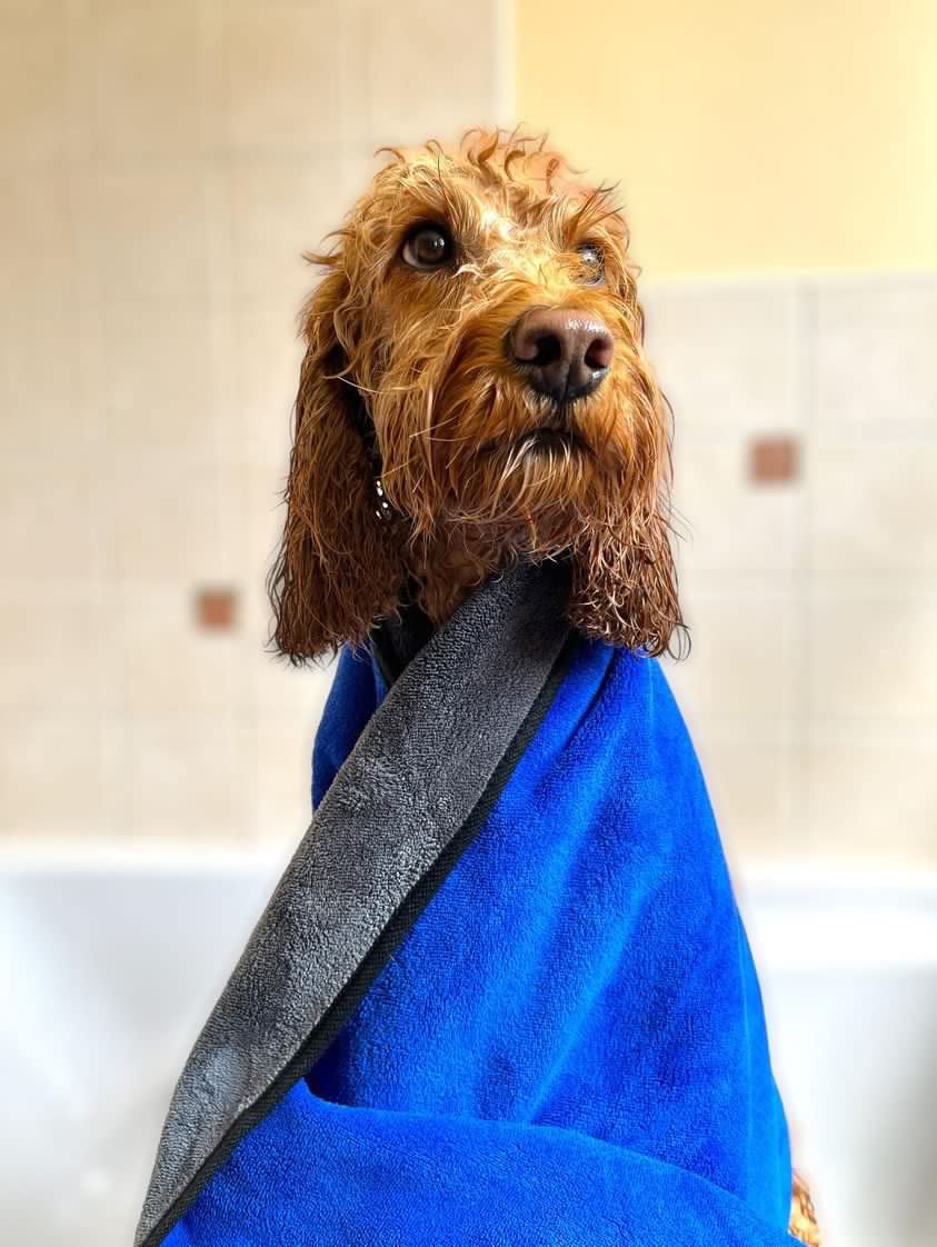 Extra Large, Soft, Microfibre Pet Towel, Super Absorbent, Quick Drying, Lightweight, 140cm x 70cm, Microfibre Towel - Image 4