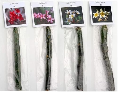 Miniatura 2 de Juego de 4 esquejes de plantas 100 % Hawaiian Plumeria (frangipani)de un vivero libre de pesticidas certificado hawaiano, con el sello apropiado del