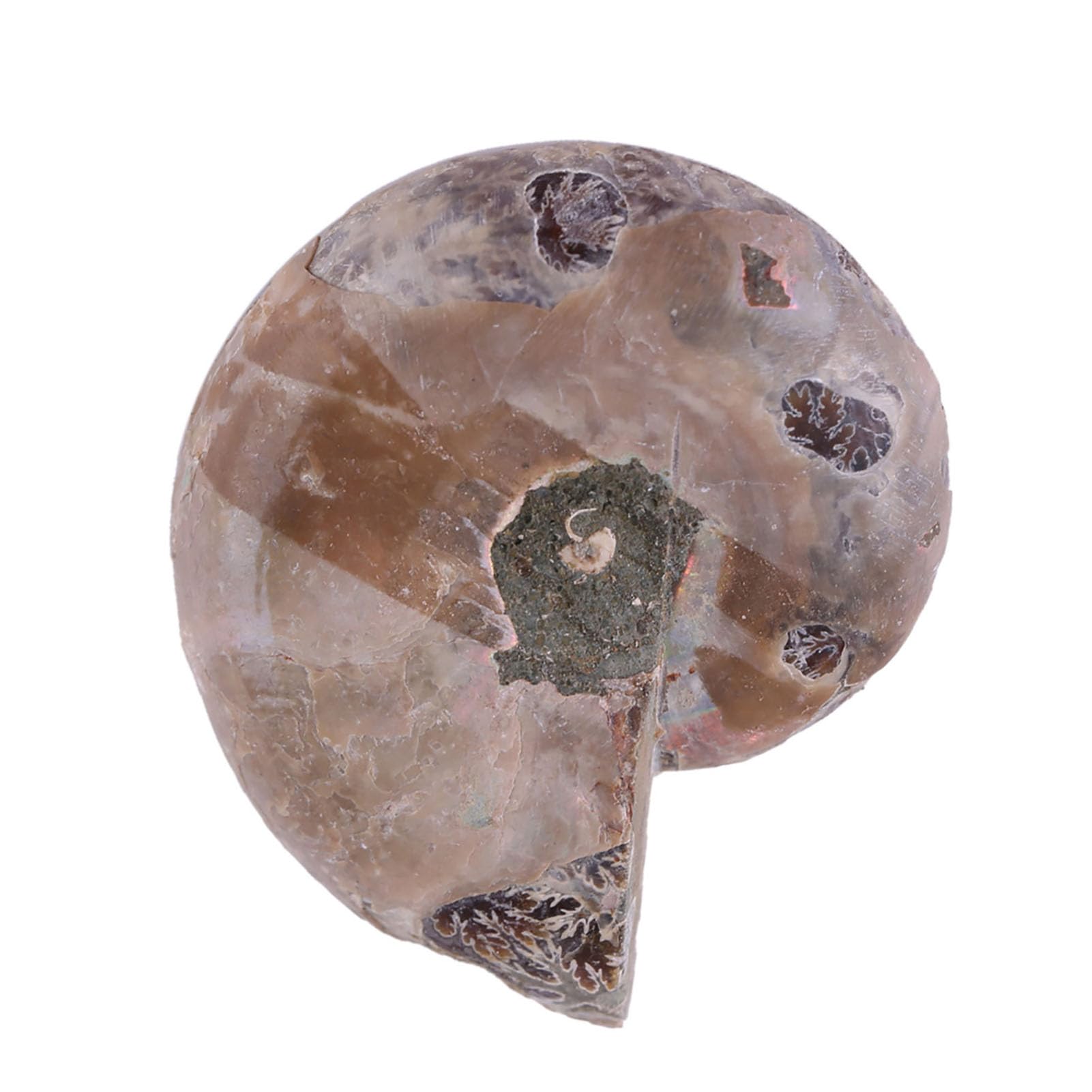 Ammonite Véritable 2 Pièces, Spécimen d'Ammonite, Coquille de Pierres et Minéraux de Madagascar, Ammonite de Mer