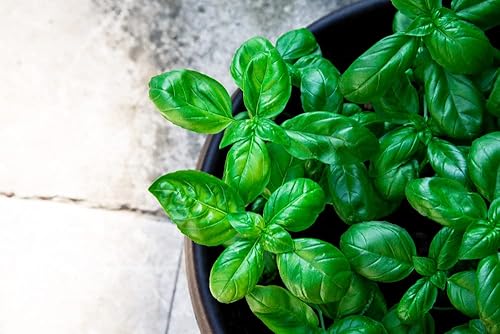 Miniatura 3 de Semillas de albahaca dulce "genovesa" para plantar, más de 500 semillas de hierbas tradicionales por paquete, semillas de jardín de Isla (semillas