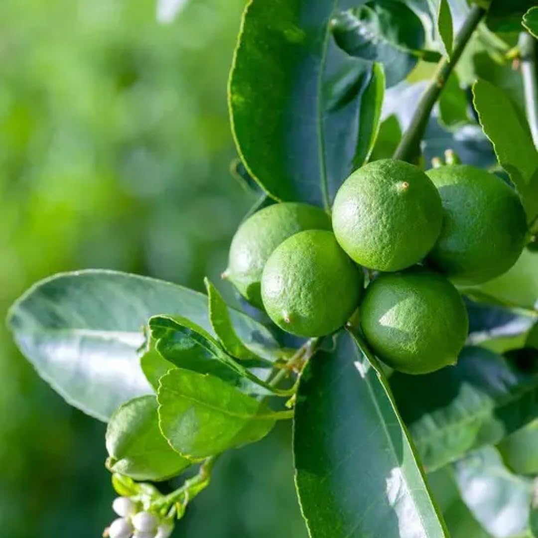 SANJUS Live All Season Hybrid Dwarf Sarbati Lemon Plant for Garden 1 healthy plant 1.5-2 feet hight (B0BHSKTQBH) Amazon Price History, Amazon Price Tracker