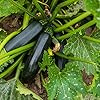 The Old Farmer's Almanac Heirloom Summer Squash Seeds (Black Beauty Zucchini) - Approx 50 Seeds - Non-GMO, Open Pollinated, USA Origin #3