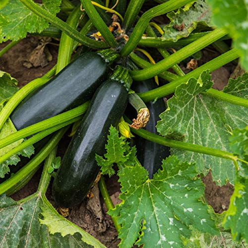The Old Farmer's Almanac Heirloom Summer Squash Seeds (Black Beauty Zucchini) - Approx 50 Seeds - Non-Gmo, Open Pollinated, Usa Origin #TOP3