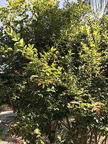 Miniatura 3 de Jaboticaba Myrciaria Cauliflora Sabara Planta de semillero de uva brasileña Árbol frutal en maceta Jabuticaba