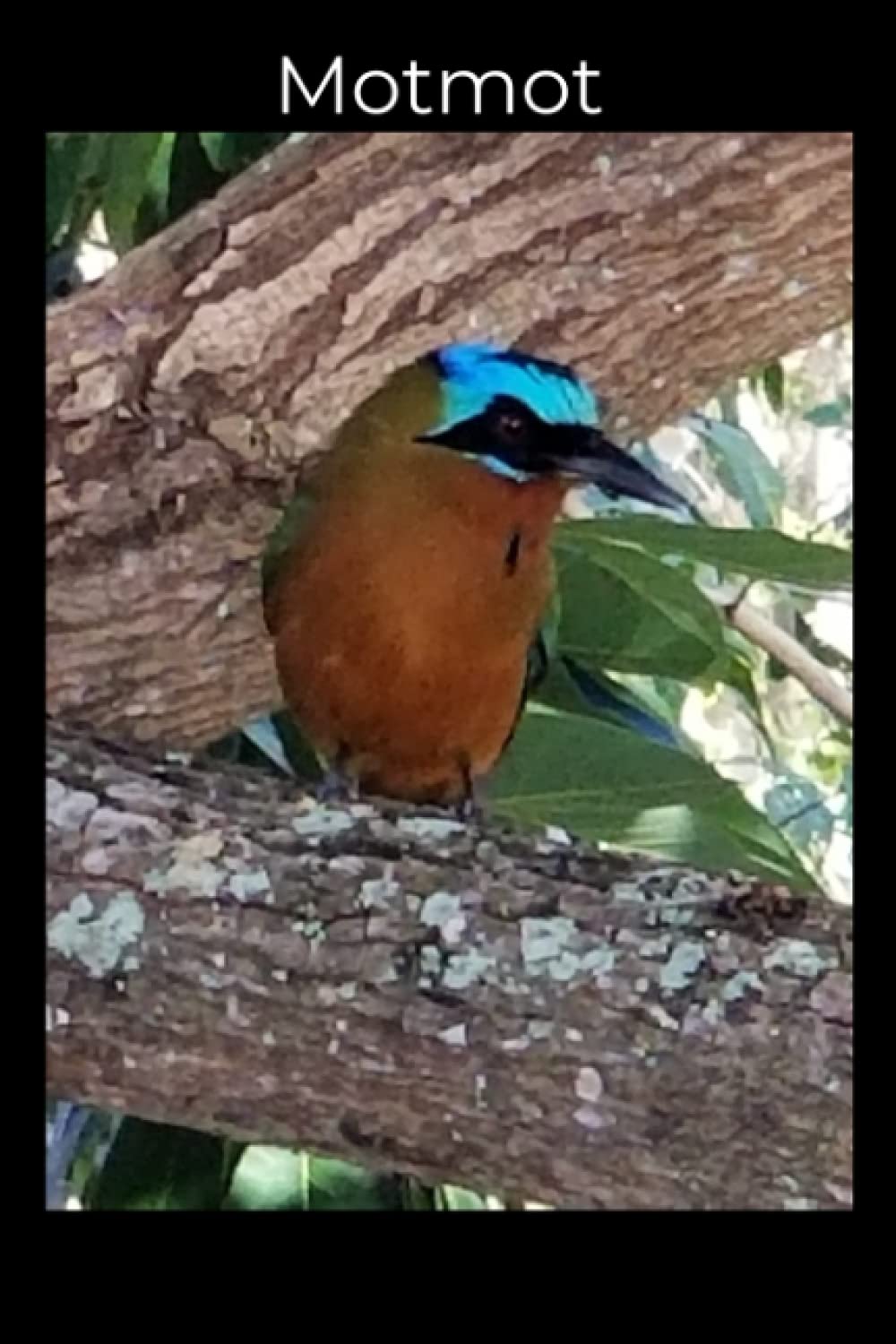 Journal Notebook- Motmot