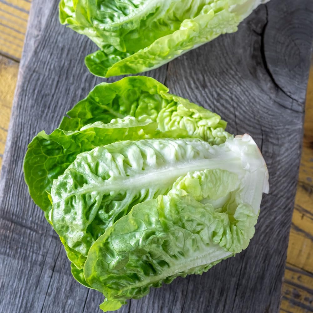 Lettuce Little Gem Maureen Organic Seeds – Organically Grown Seed – Award Winning Little Gem – for Your Beautiful Kitchen Garden