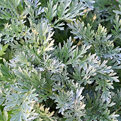 Chuxay Garden Common Wormwood-Artemisia Absinthium,Absinthe,Absinthium,Mugwort 200 Seeds Herb Plant #TOP4