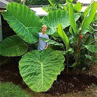 Generic Heirloom Alocasia Macrorrhiza Grün Riesige Taro Bonsai Zimmerpflanze Bonsai 20 Körner pro Packung Elefant Ohr Taro Gemüse Bonsai Sal: Mehrfarbig: Only Seeds