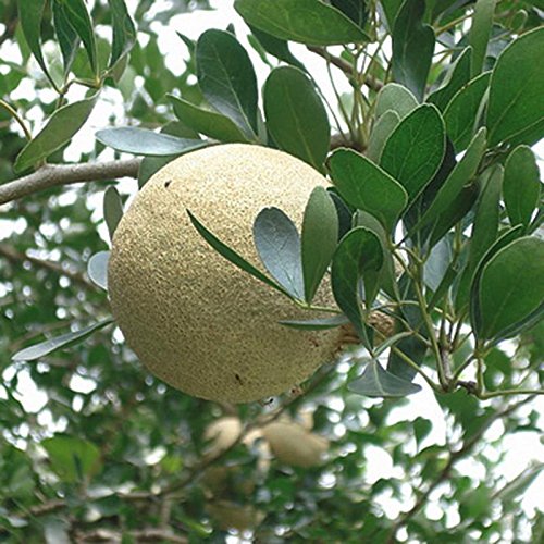 Mphmi Plant Wood Apple plant - Fruit Plants & Tree (B0915CDQJ9) Amazon Price History, Amazon Price Tracker