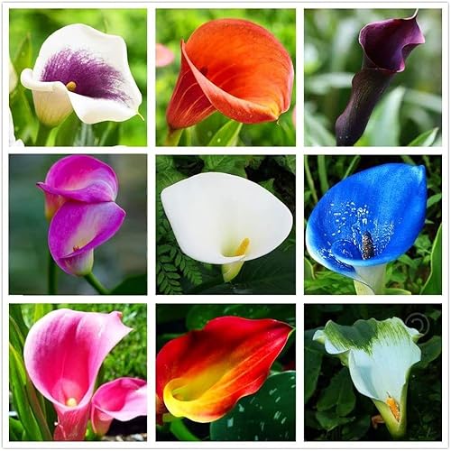 Semillas de lirio de cala, hermosas flores, 100 semillas