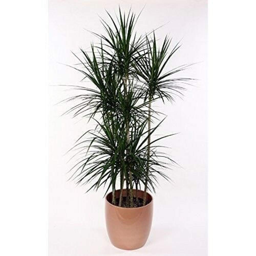4" Pot - Madagascar Dragon Tree - Dracaena Marginata - Easy to Grow - House Plant - Live Plant - N6