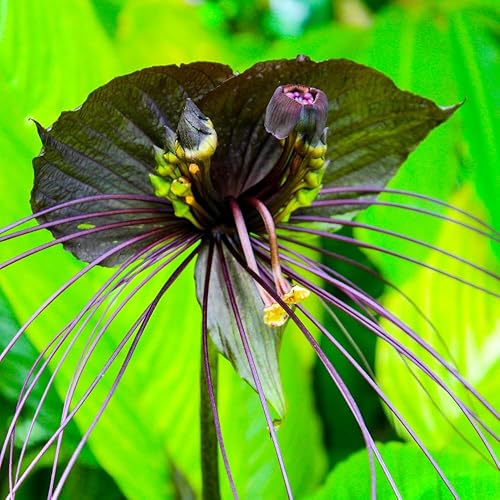 Miniatura 7 de Tacca Chantrieri - 2 plantas de murciélago negras vivas para jardinería, en maceta de 2 pulgadas, orquídea negra, planta negra viva