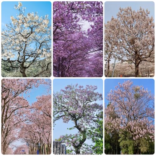 semillas de paulownia, interior, paulonia, resistentes, 300pcs