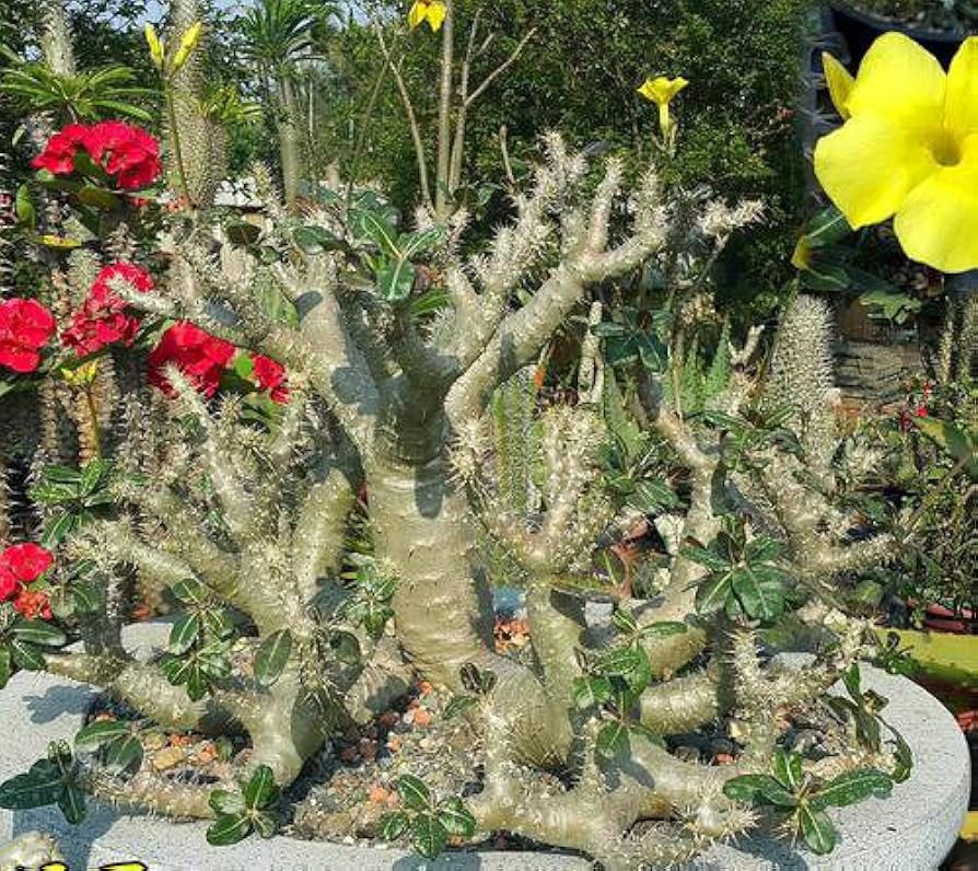 塊根植物　パキポディウム 　カクチペス Amazon.co.jp: パキポディウム・カクチペス 2.5号鉢 Lサイズ 3個