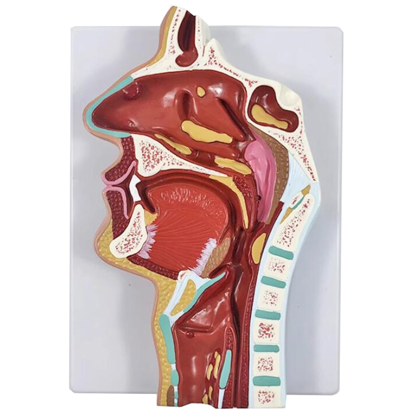Modello di Anatomia nasale Umana - Modello di insegnamento del rinofaringe e della Gola - Modello della laringe faringea per l'educazione scientifica,Rhinitis