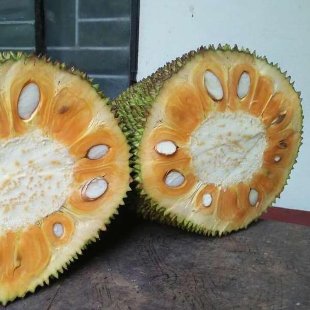 M-Tech Gardens Jackfruit Plant (Pathamuttam Jack, Bud Grafted, Hybrid) Artocarpus heterophyllus Exotic 1 Live Fruit Plant (B0BSBXQNSZ) Amazon Price History, Amazon Price Tracker