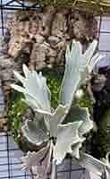 m*a様 P.Willinckii''Spur’ OC P. Willinckii 'Spur' （P. Willinckii dwarf nook spore