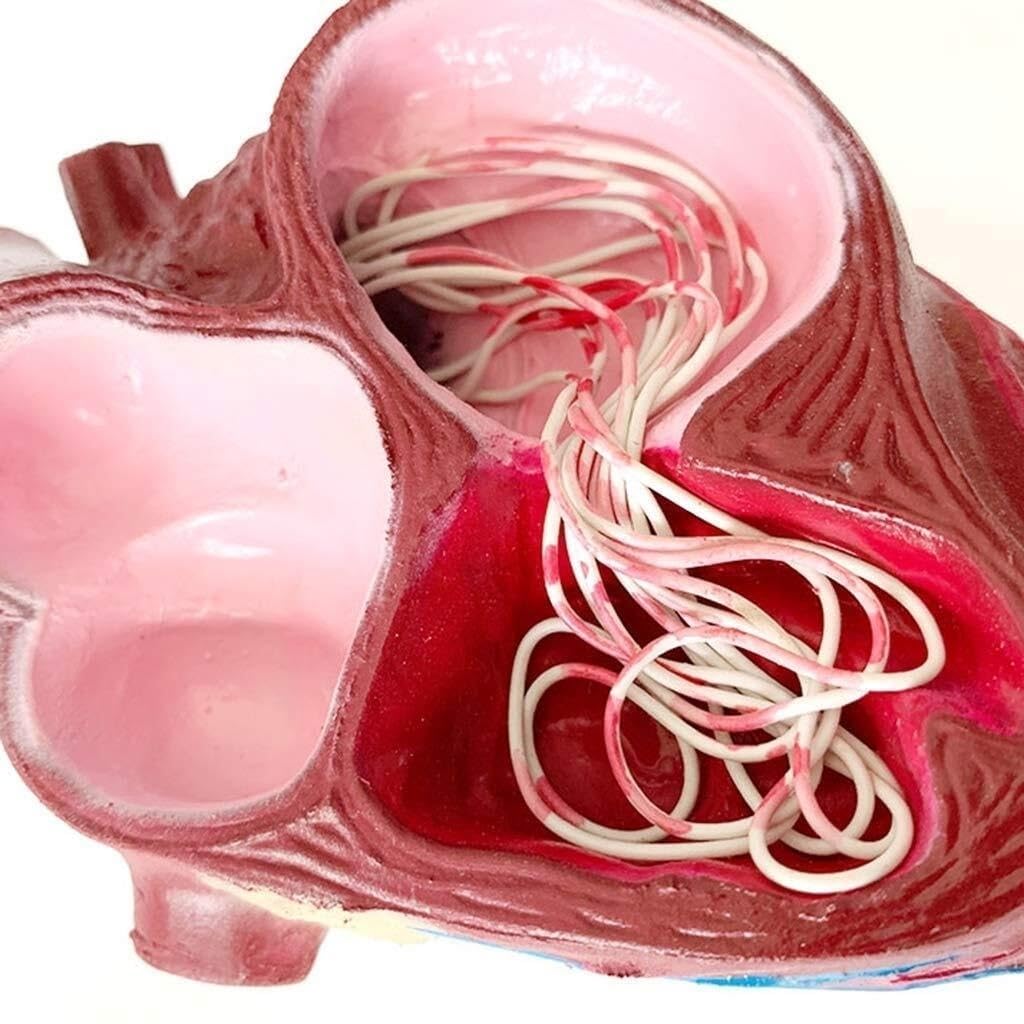 Anatomiczny model serca psa – edukacyjny model z PVC do nauczania weterynarii i szkoleń w opiece zdrowotnej