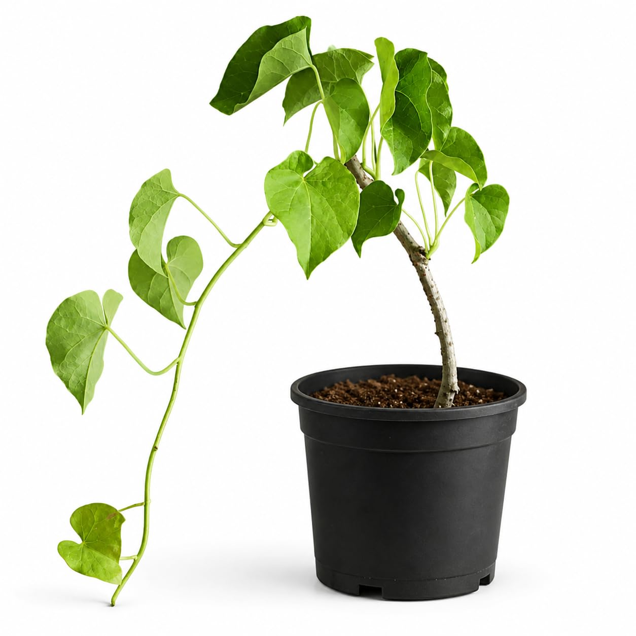 Bhajanlal Greenery Giloy, Gulvel - Tinospora Cordifolia Live Plant with Pot-image-29