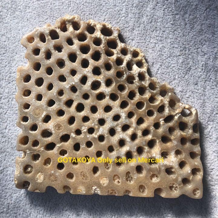 追跡付★品番0510 フォッシルコーラル（化石珊瑚）の原石