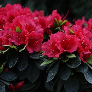 Proven Winners 2 Gal. Perfecto Mundo Red Azalea Shrub
