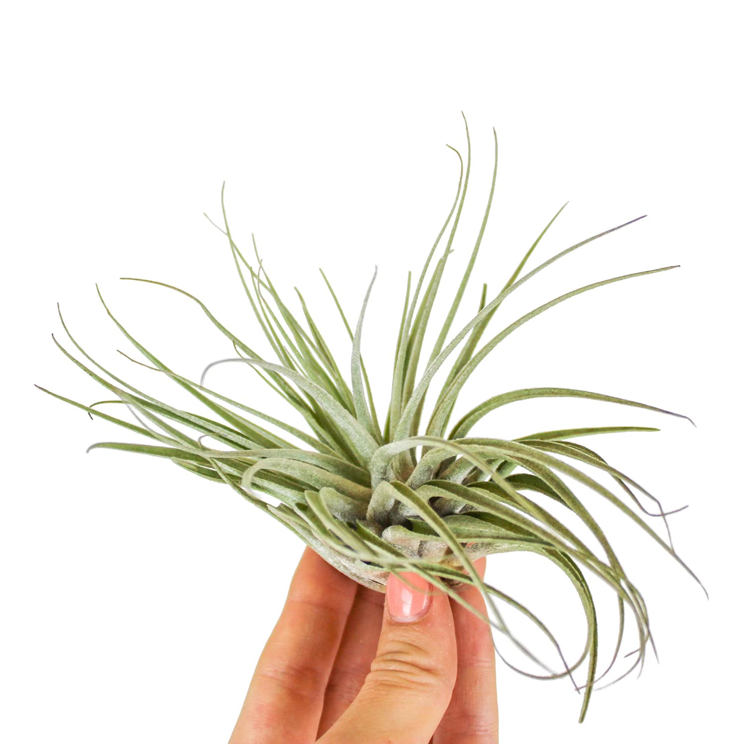 Tillandsia mélange de plante aérienne - lot de 10 plantes à air - Hauteur : 5-15 cm - décoration murale de rebord de fenêtre tillandsia succulentes plantes d'intérieur