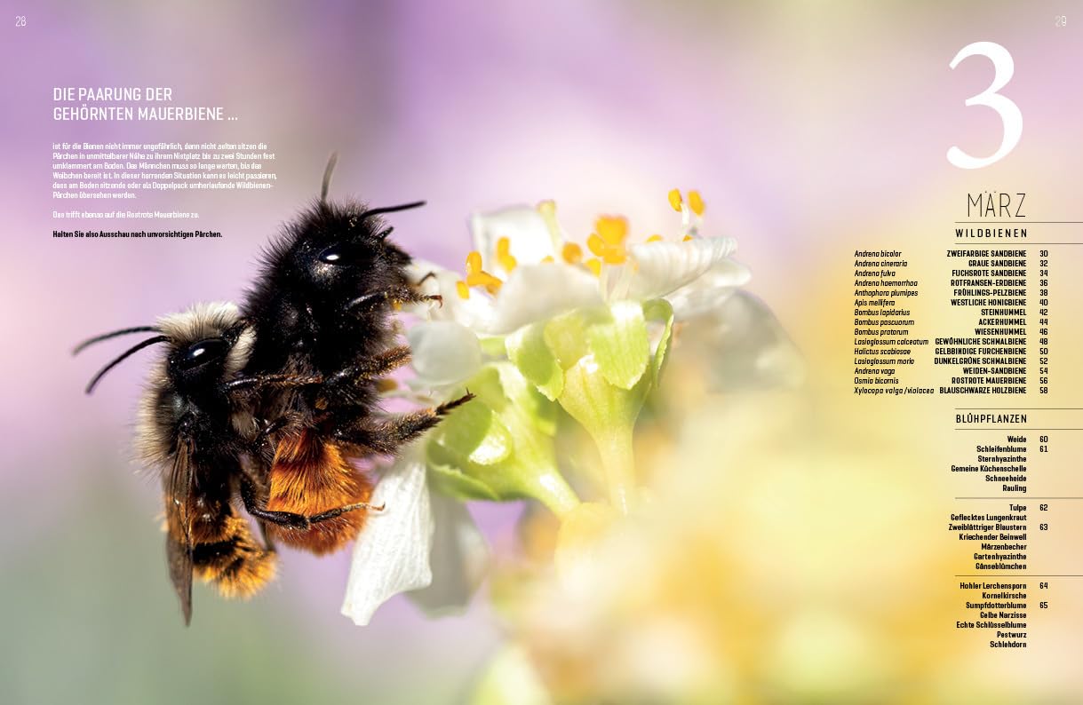 WILDBIENENHELFER: Wildbienen & Blühpflanzen