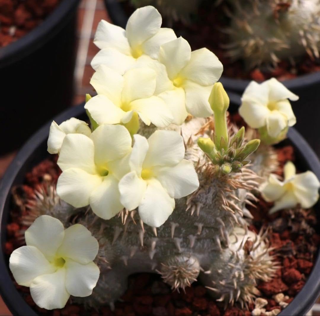観葉植物 自家採種した超新鮮な パキポディウム 白花 恵比寿笑い の
