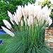 Cortaderia Selloana 'White Alba' - Winterhartes Pampasgras Pumila - Ziergras für Garten & Kübel - Pflegeleichte Pflanze im 9cm Topf - 20-30cm