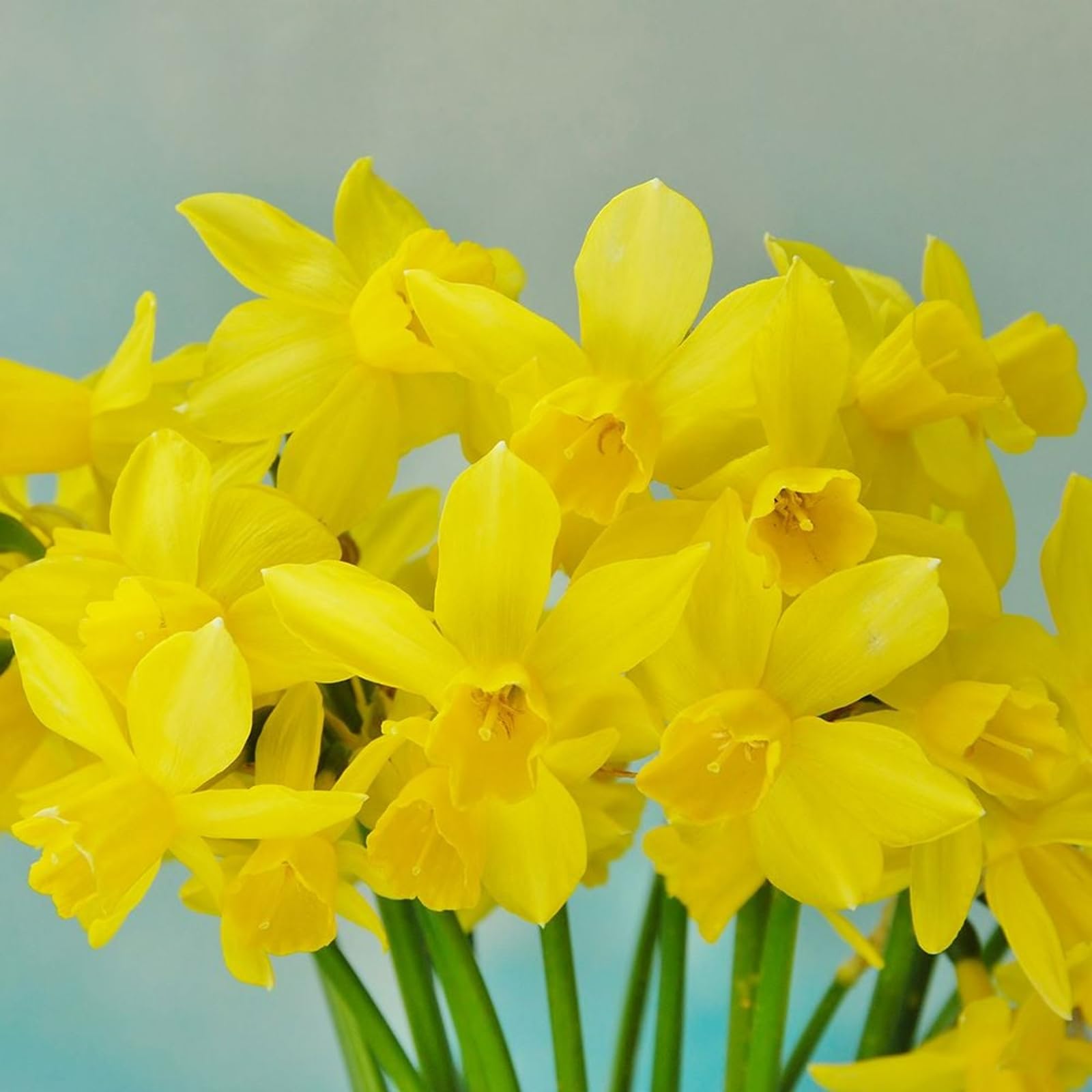 Carbeth Plants - 50 x Daffodil Yellow Sailboat Spring Bulbs - Late Spring Narcissus Flowering Perennials - UK Hardy Low Maintenance Pollinator Friendly - Grow in Beds, Borders and Patio Pots