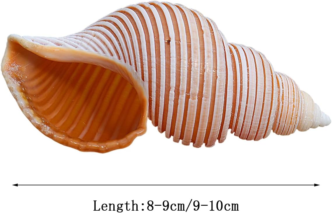 Large Natural Conch Shell,Ocean Conch, Large Natural Conch 8-10 Cm Seashells Great for Beach Theme Party, Home Decorations,DIY Crafts, Fish Tank, Shell Collectors(9/10cm)