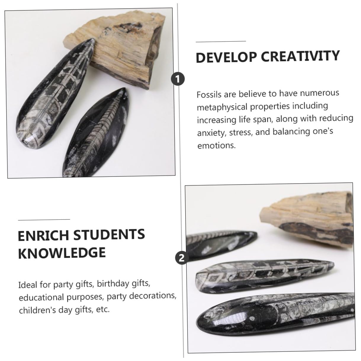 Especimen Fósil Orthoceras Natural Grande Modelo de Paleontología para Enseñanza y Colección Juguete Educativo para Decoración Científica de -océano