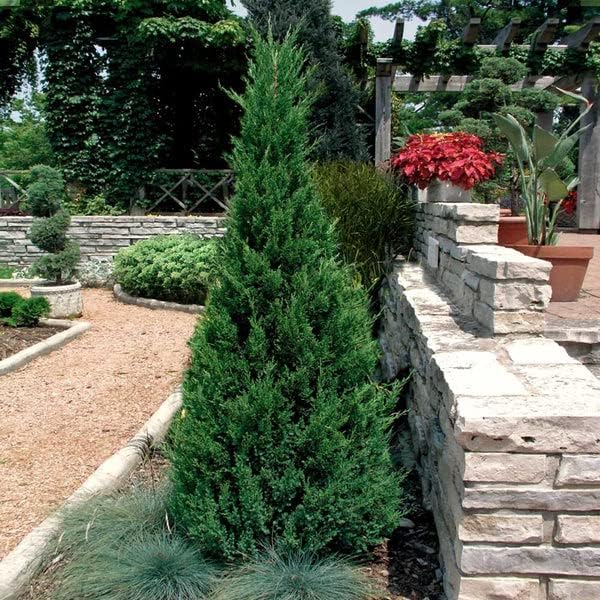 Miniatura 6 de Blue Point Juniper  3 árboles vivos  Juniperus Chinensis  Plantas de hoja perenne de bajo mantenimiento tolerantes a la sequía