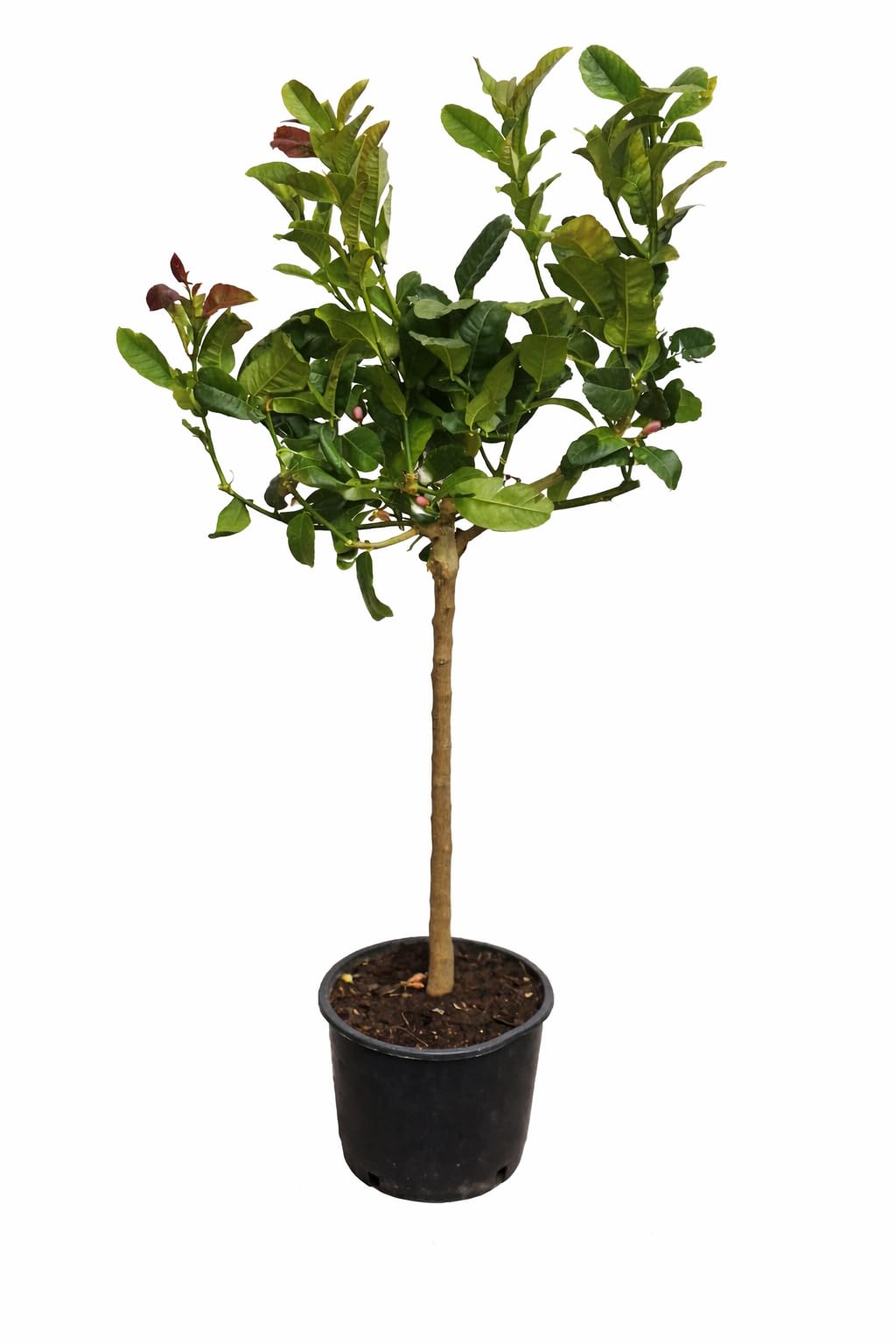 Buddhas Hand Zitrone  Exotische Zitruspflanze 130-170 cm Citrus medica | Duftende  Zitrone fr Garten & Balkon : Amazon.de: Garten