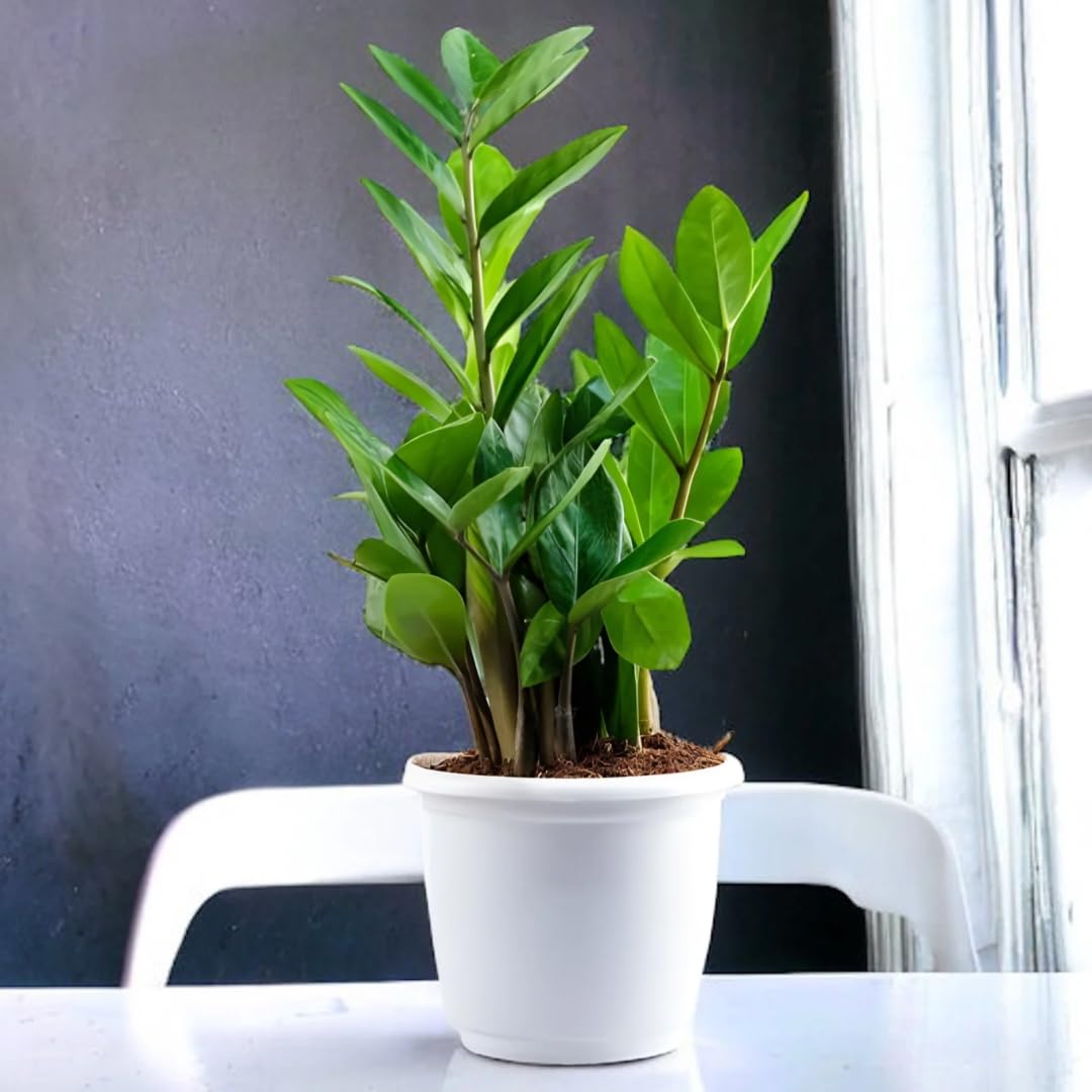 See full amazon price history chart for Amulya Farms Air Purifying Z Z Plant (Zamioculcas Zamiifolia) Indoor Live Plants for Living Room, Home, Office, Table, Kitchen & Desk Decor Items | Black Pot & FREE PREMIUM FERTILISER INCLUDED | Amulya Farms Air Purifying Z Z Plant (Zamioculcas Zamiifolia) Indoor Live Plants for Living Room, Home, Office, Table, Kitchen & Desk Decor Items | Black Pot & FREE PREMIUM FERTILISER INCLUDED | (B0CP653ZH8) Amazon Price History, Amazon Price Tracker