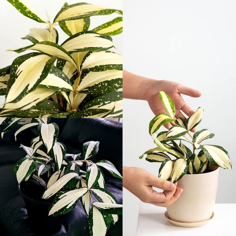 Live Dracaena Milky Way – Low Maintenance Houseplant for Clean Air (Pack of 1 With Pot)-image-27