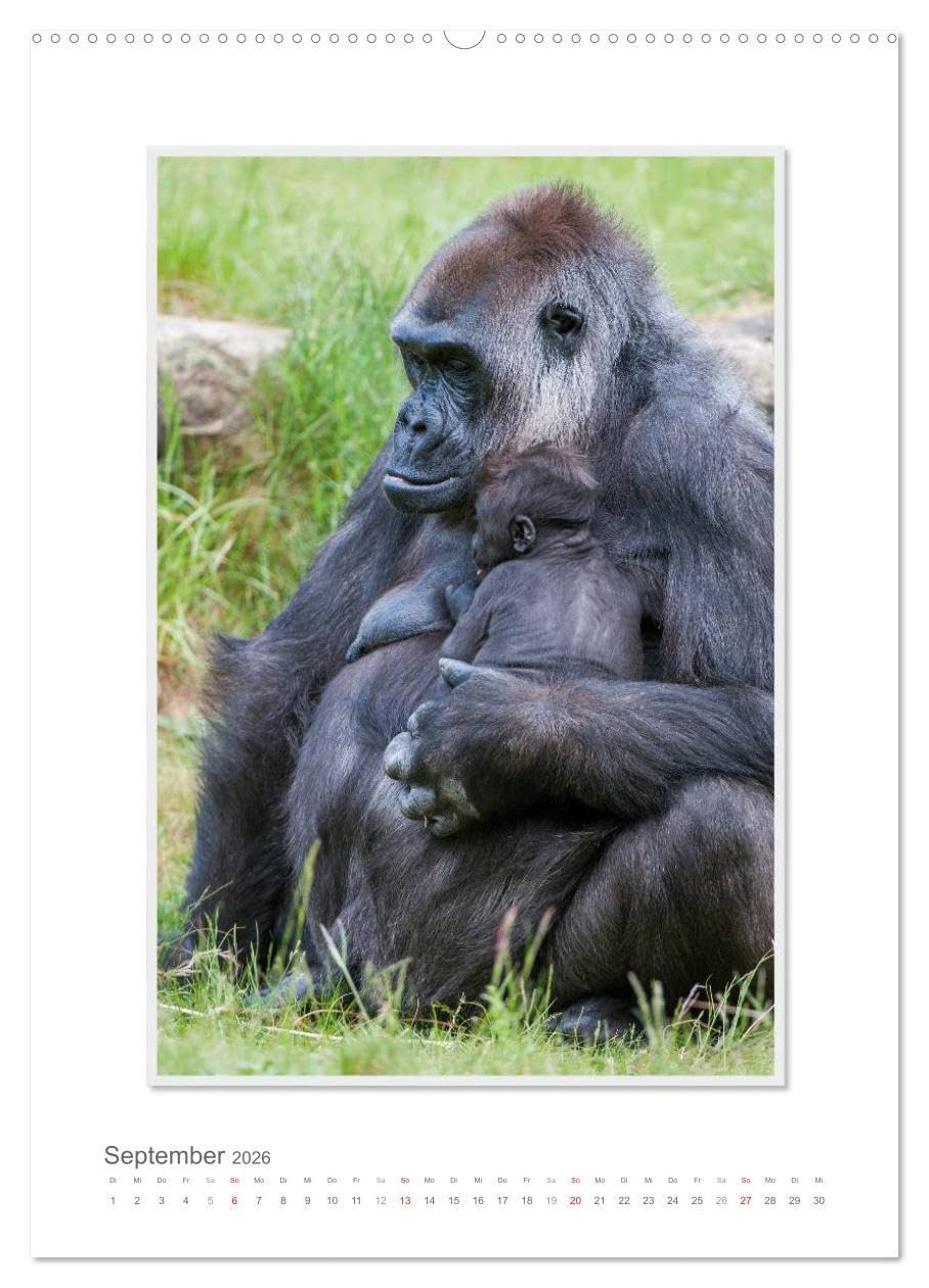 Emotionale Momente: Aus dem Leben der Familie Gorilla. (hochwertiger Premium Wandkalender 2026 DIN A2 hoch), Kunstdruck in Hochglanz: Zauberhafte ... von Ingo Gerlach GDT. (CALVENDO Tiere)