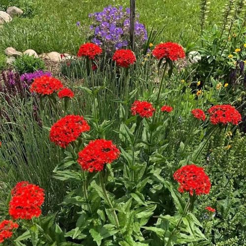 semillas de clavel rojo - resistente orgánicas elevado balcón 350pcs