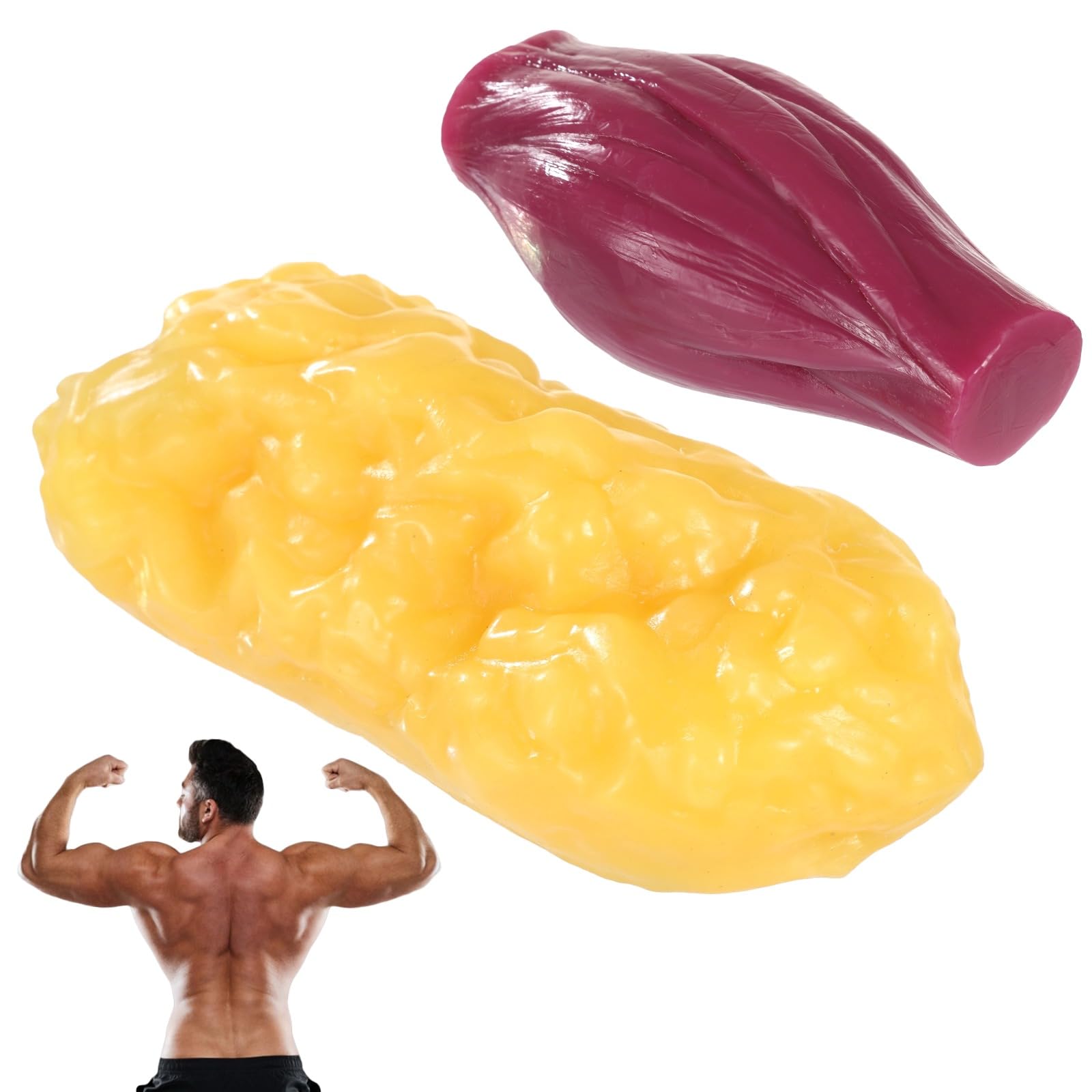 Modelo ultra realista de anatomía muscular y grasa humana de 2.2 libras